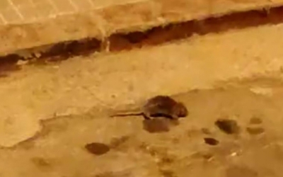 Foto d'una rata a Can Puiggener/ Cedida